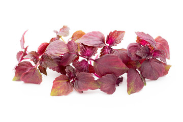 Perilla (Shiso) Leaf on white background.