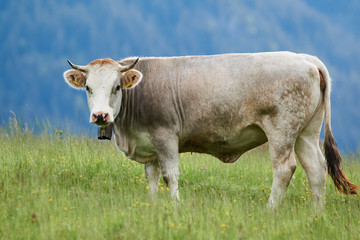 Braunvieh auf einer Bergweide in den Allg&auml;uer Alpen