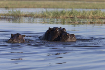 Fototapeta premium Hippo and baby on Chobe River in Botswana Africa