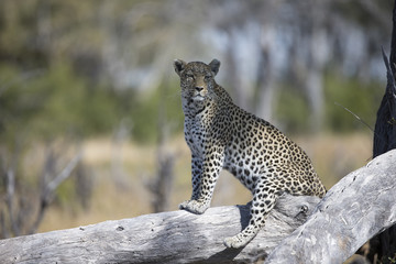 Leopard resing on tree looking for prey