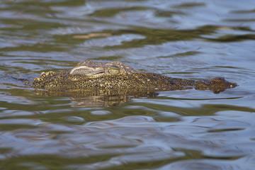 Nile Crocodile on Chobe River in Botswana Africa