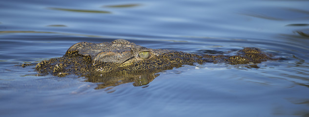 Nile Crocodile on Chobe River in Botswana Africa