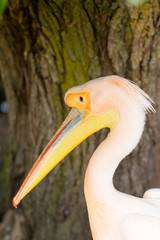 Pelican. Big bird on the beautifyl.