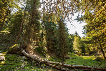 Fototapeta premium forêt de sapin