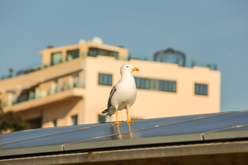 Italien, Toscana, Versilia, Riviera, Viareggio, Hafen, Yachthafen, Fischkutter, Fischerboot, Yacht, Segelyacht, Motoryacht, Fischer, Segeln, Motorboot, Bootshafen,Fischerei,Yachtclub, Fischernetz