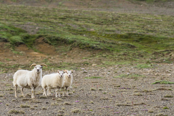 Fototapeta premium Sheep of Iceland