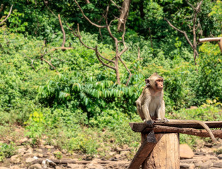 Monkey Sitting on a wooden chair