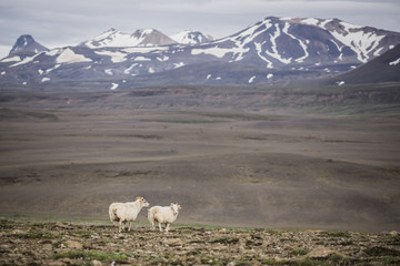 Sheep of Iceland