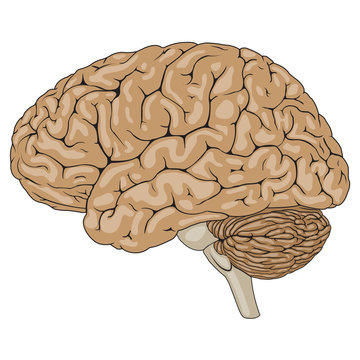 Human Brain Brown