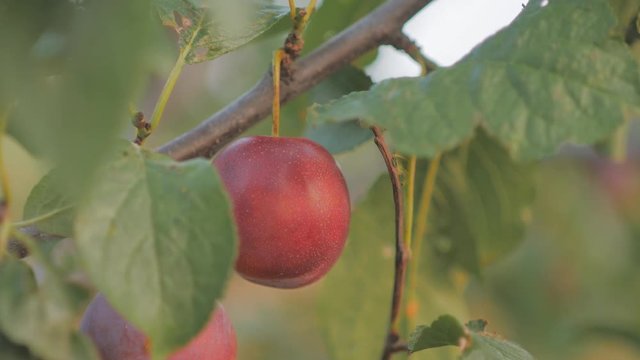 Ripe pear hangs on a tree in the garden