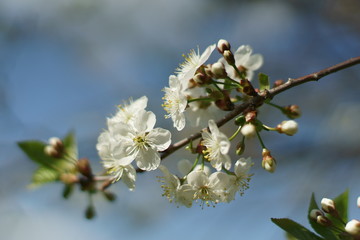 Cherry flowers.