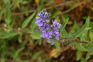 Nature. Caryopteris incana flowers, close-up