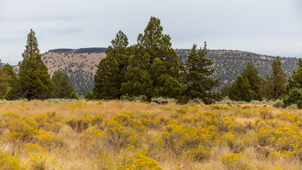 Dry yellow grass grows on the slopes of the mountains. Large stones in the grass. Beautiful landscape of trees and hills. Smith Rock state park, Oregon