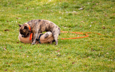 Spielhunde