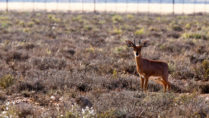 Baby Duiker - Wildlife Park