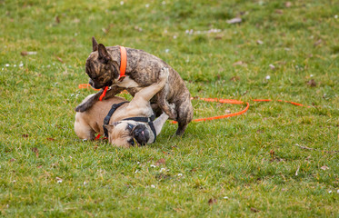Spielhunde
