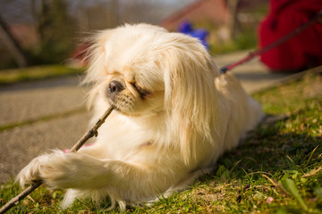 Minihund