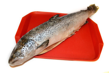 Семга с головой потрошеная