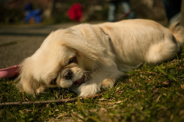 Minihund