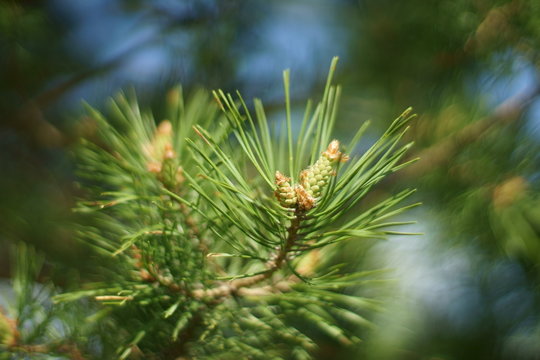 Pine branch.