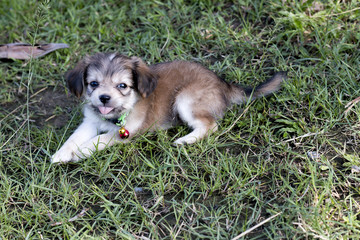 Fototapeta premium Puppy on the lawn