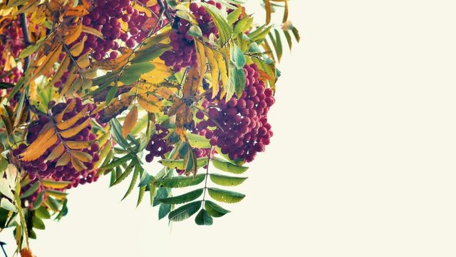 Closeup of colourfull orange Rowan berries or Mountain Ash tree with ripe berries in autumn