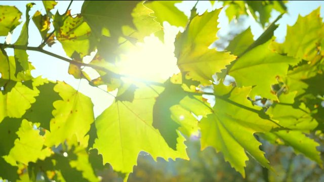 Sun Shining Through Leaves. Sunshine Filtering Through Leaves.