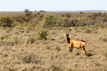 Red Heart Beast In The Field - Wildlife Park - Beaufort West