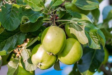 Green Apples