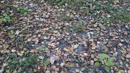 The falling leaves on the ground