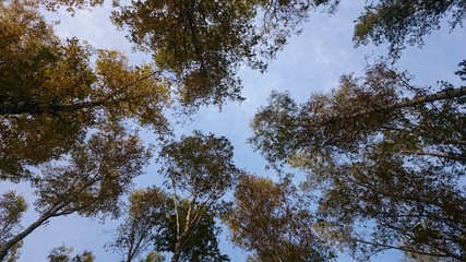 The treetops from the ground in autumn