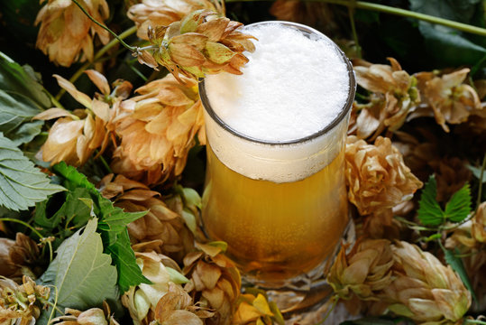 birra artigianale e luppolo