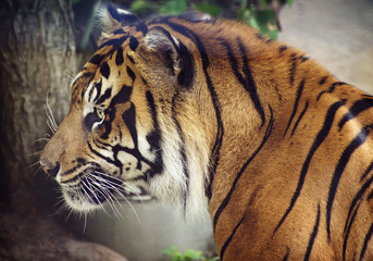 Close up of a Sumatran Tiger