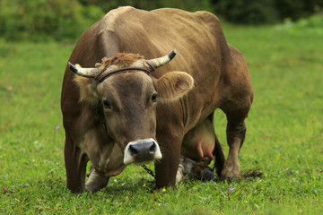 Milk cow stands on her knees in a funny pose