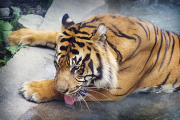 Close up of a Sumatran Tiger