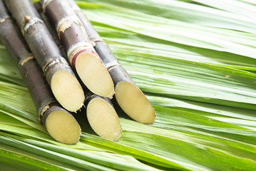 Sugar cane