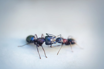 Close up of two ants that appear to be kissing
