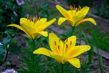 Fototapeta premium Lily