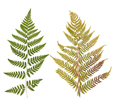 Fototapeta Set of wild dry leaf fern pressed, isolated
