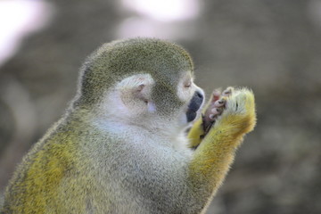 Squirrel Monkey Eating