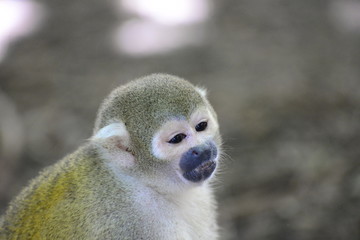 Squirrel Monkey