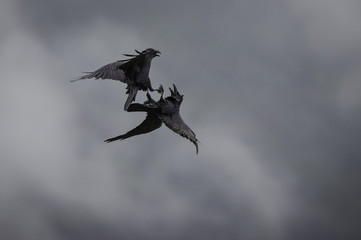 Ravens playing 