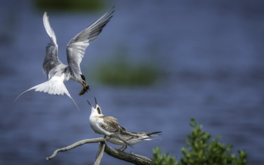 Tern feeding youngsters