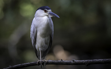 A night heron perching
