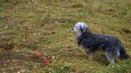 Dog in the autumn forest