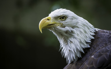 Bald eagle closeup