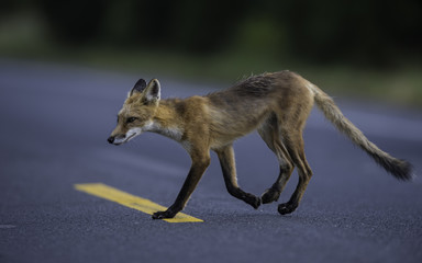Fox crossing road