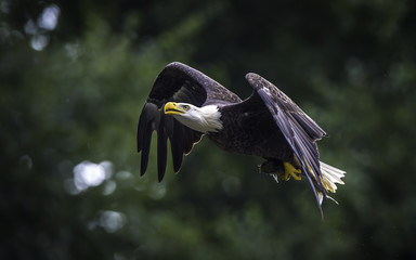 Bald eagle flying with fish