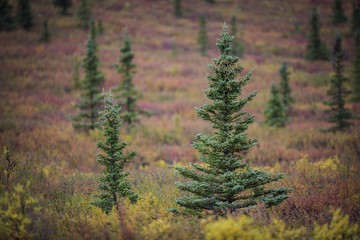 Pine trees in Alaska