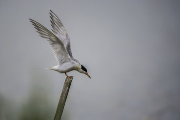 A tern landing on a stick